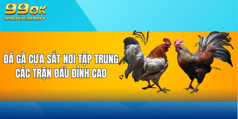 Đá gà cựa sắt nơi tập trung các trận đấu đỉnh cao